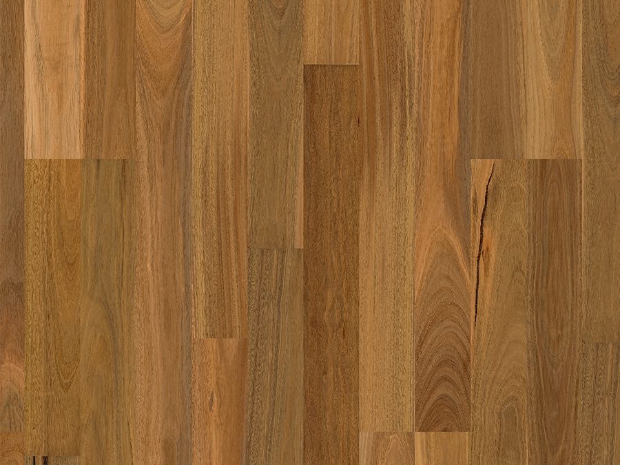 Spotted Gum